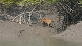 Sundarban