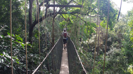 Taman Negara