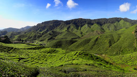 Cameron Highlands