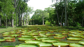 Pamplemousses Botanical Garden