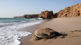 Ras al-Jinz Turtle Beach