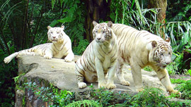 Singapore Zoo