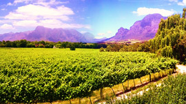 The Winelands