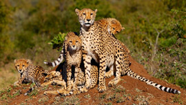 Kruger National Park