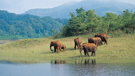 Thekkady (Periyar)