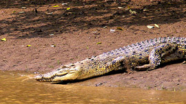 Bhitarkanika National Park