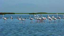 Chilika