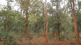 Dantewada