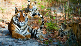 Bandhavgarh