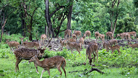 Bandipur National Park